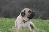 MASTIFF 113